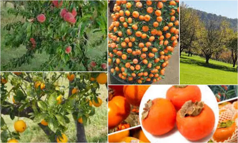 Bahçeniz İçin Meyve Ağacı Seçimi ve Bakımı