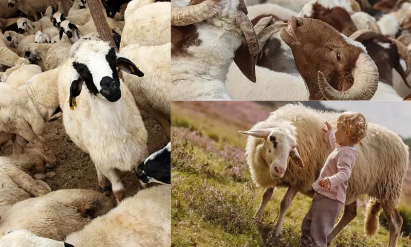 Kurban Kesme Şartları Nelerdir?
