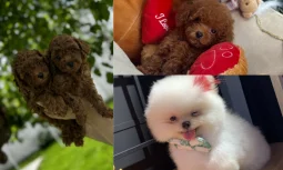 Poodle Köpek Bakımı Nasıl Yapılır?