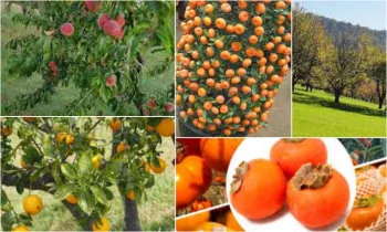 Bahçeniz İçin Meyve Ağacı Seçimi ve Bakımı