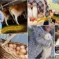 How to Identify Organic Eggs?